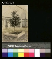 藏品(臺灣生產品展覽會照片)的圖片